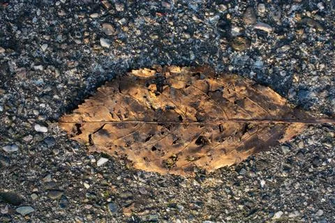 Dry fallen brown worn leaf in close up Ilustração Stock