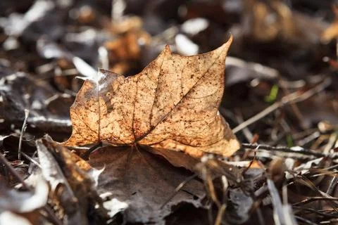 Dry fallen leaf on ground Stock Photos