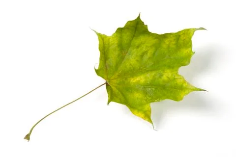 Dry fallen leaf isolated on white paper background Stock Photos