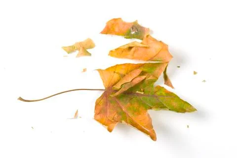Dry fallen leaf isolated on white paper background Stock Photos