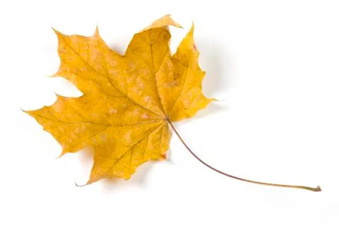 Dry fallen leaf isolated on white paper background Stock Photos