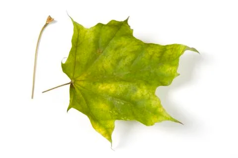 Dry fallen leaf isolated on white paper background Stock Photos