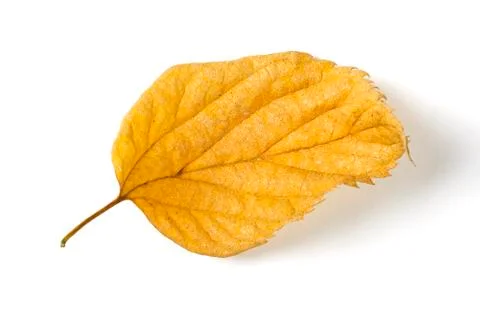 Dry fallen leaf isolated on white paper background Stock Photos