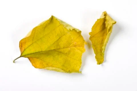 Dry fallen leaf isolated on white paper background Stock Photos