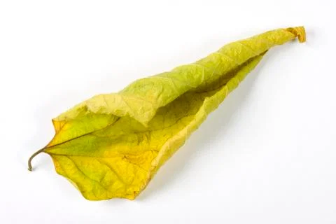 Dry fallen leaf isolated on white paper background Stock Photos