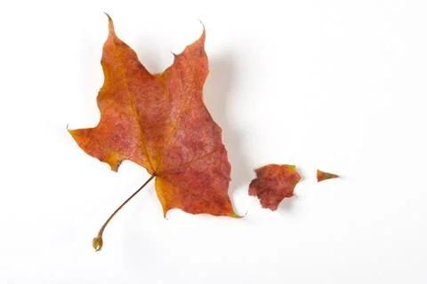 Dry fallen leaf isolated on white paper background Stock Photos