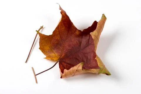Dry fallen leaf isolated on white paper background Stock Photos