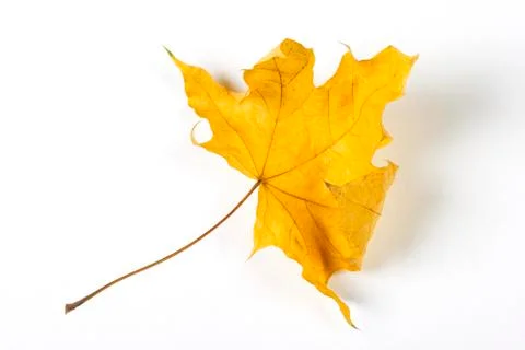 Dry fallen leaf isolated on white paper background Stock Photos