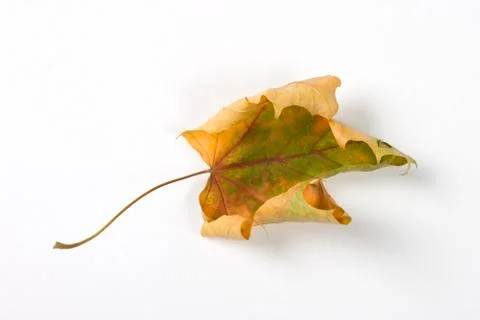 Dry fallen leaf isolated on white paper background Stock Photos