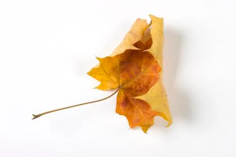 Dry fallen leaf isolated on white paper background Stock Photos