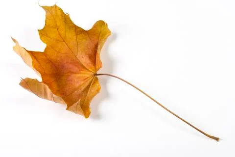 Dry fallen leaf isolated on white paper background Stock Photos