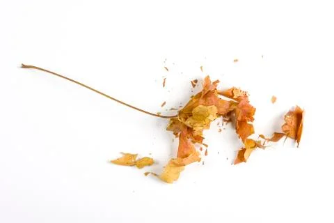 Dry fallen leaf isolated on white paper background Stock Photos