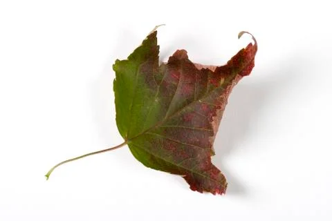 Dry fallen leaf isolated on white paper background Stock Photos