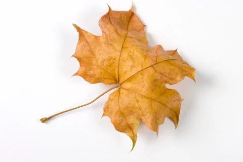 Dry fallen leaf isolated on white paper background Stock Photos