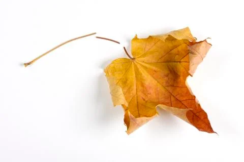 Dry fallen leaf isolated on white paper background Stock Photos