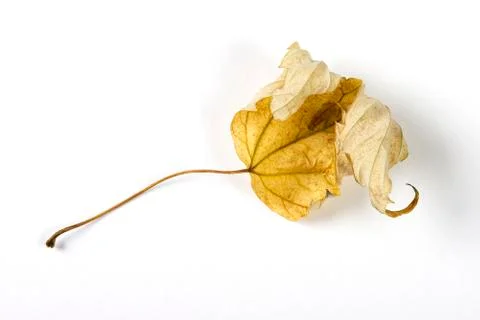 Dry fallen leaf isolated on white paper background Stock Photos