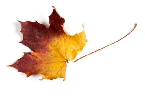 Dry fallen leaf isolated on white paper background Stock Photos