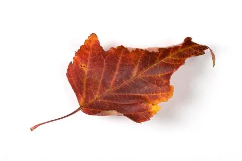 Dry fallen leaf isolated on white paper background Stock Photos