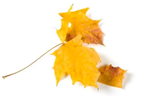 Dry fallen leaf isolated on white paper background Stock Photos