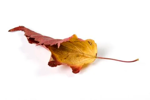 Dry fallen leaf isolated on white paper background Stock Photos