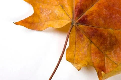 Dry fallen leaf isolated on white paper background Stock Photos