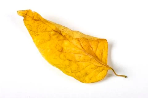 Dry fallen leaf isolated on white paper background Stock Photos