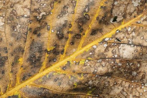 A dry fallen leaf Stock Photos