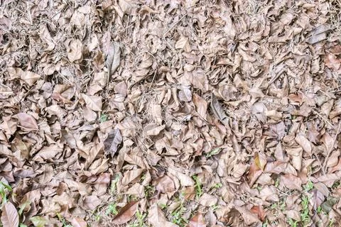 Dry Fallen Leaf Surface with Natural Ground Pattern Stock Photos