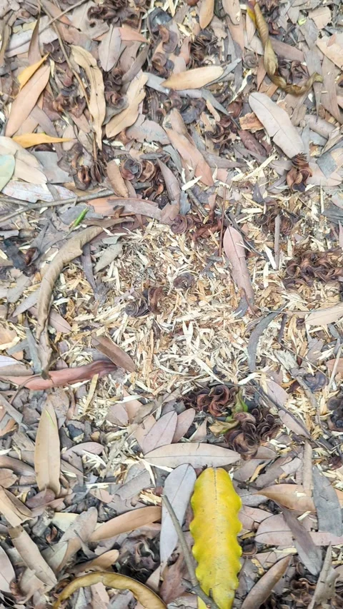 Dry Fallen Leaves, Forest Floor Texture, Natural Organic Debris, Autumn Gro.. Video stock 336919236