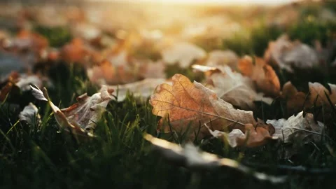 Dry fallen leaves on the grass on a fine autumn day, close-up Stock Footage 237887257