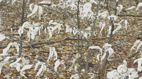 Dry fallen leaves on the ground in early winter time. Stock Footage 245466619