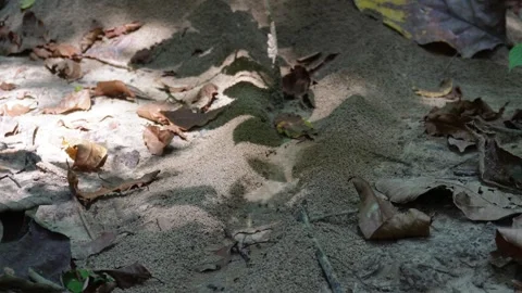 Dry fallen leaves on ground Stock-Footage 329389899