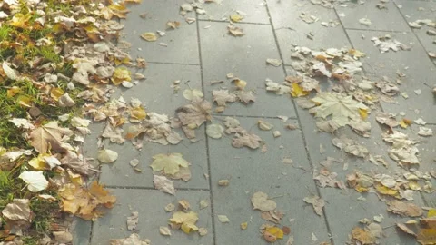 Dry fallen leaves in the Park on the path swaying in the wind Stock Footage 142221573