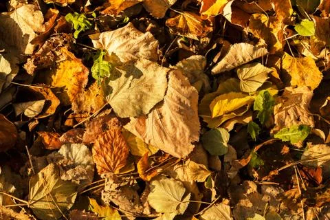 Dry fallen leaves Stock Photos