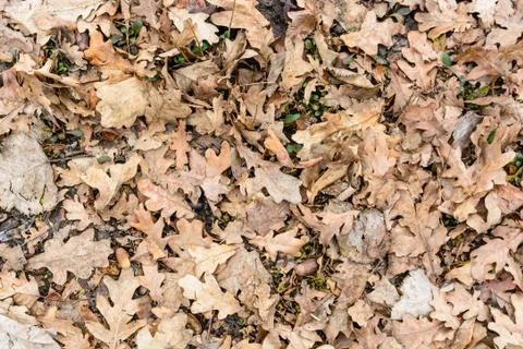 Dry fallen leaves Foto stock