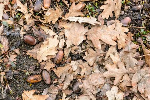 Dry fallen leaves Stock Photos