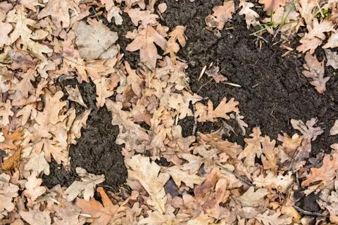 Dry fallen leaves Stock Photos
