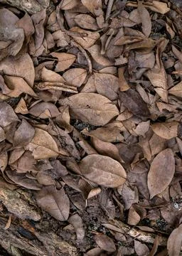 Dry fallen leaves texture background in autumn season. Stock-Fotos