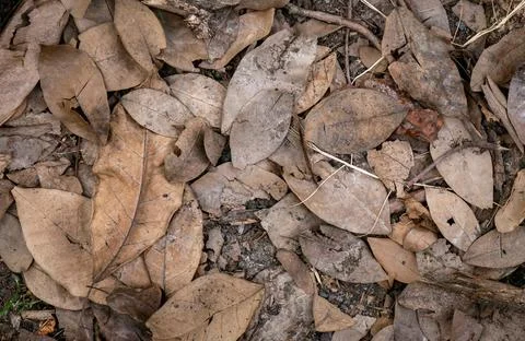 Dry fallen leaves texture background in autumn season. Foto stock