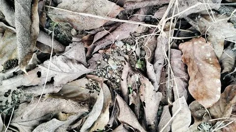 Dry Fallen Leaves Texture Background High Angle View Stockfoto's