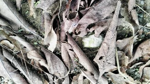 Dry Fallen Leaves Texture Background High Angle View Stockfoto's