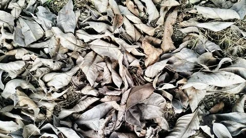 Dry Fallen Leaves Texture Background High Angle View Stockfoto's