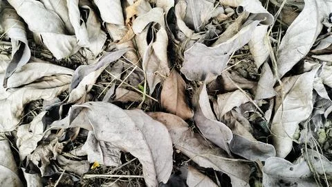 Dry Fallen Leaves Texture Background High Angle View Stockfoto's