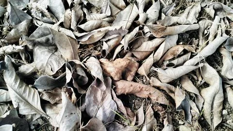 Dry Fallen Leaves Texture Background High Angle View Stockfoto's