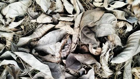 Dry Fallen Leaves Texture Background High Angle View Stockfoto's