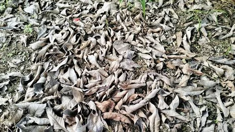 Dry Fallen Leaves Texture Background High Angle View Foto stock