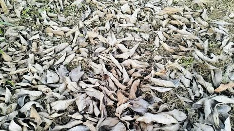 Dry Fallen Leaves Texture Background High Angle View Stockfoto's
