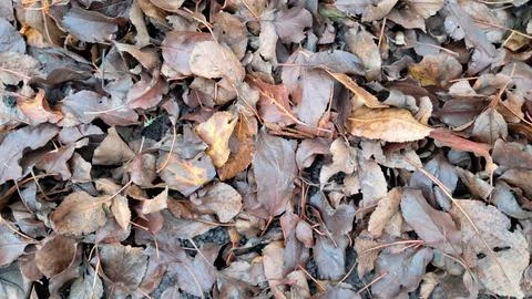 Dry Fallen Leaves Texture on Ground Stock Photos