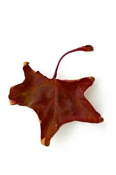 Dry fallen maple leaf. Autumn brown leaf isolated on white background Stock Photos