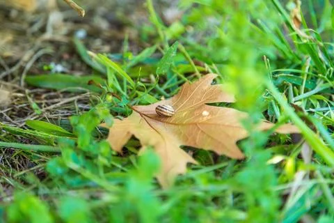 A dry fallen maple leaf on which a snail has climbed. The situation unfolds o 写真素材